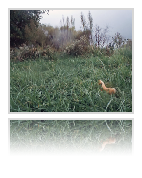 collage image title