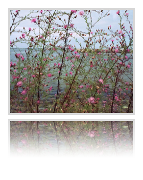 collage image title